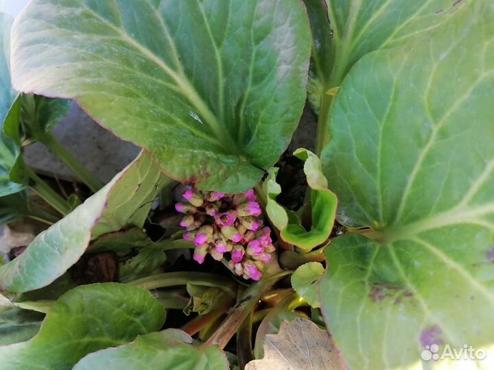 Растения для сада морозостойкие. Гортензии, хосты