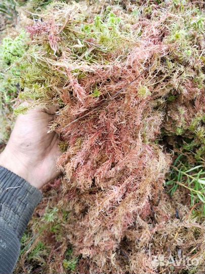 Мох болотный сфагнум красный