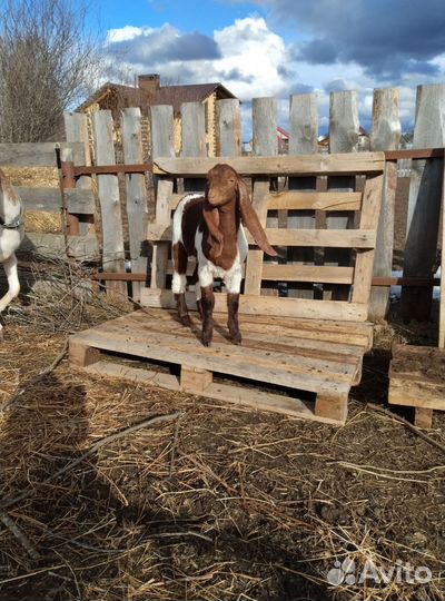 Козленок камори-нубийский