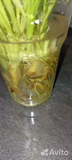 Пальма панданус