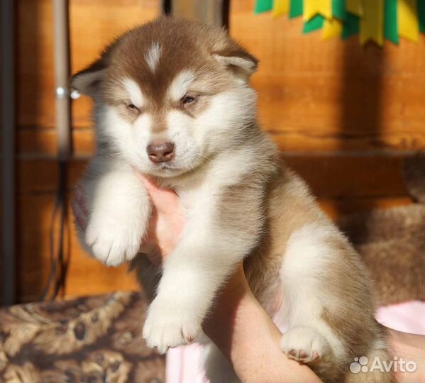 Аляскинский маламут щенки