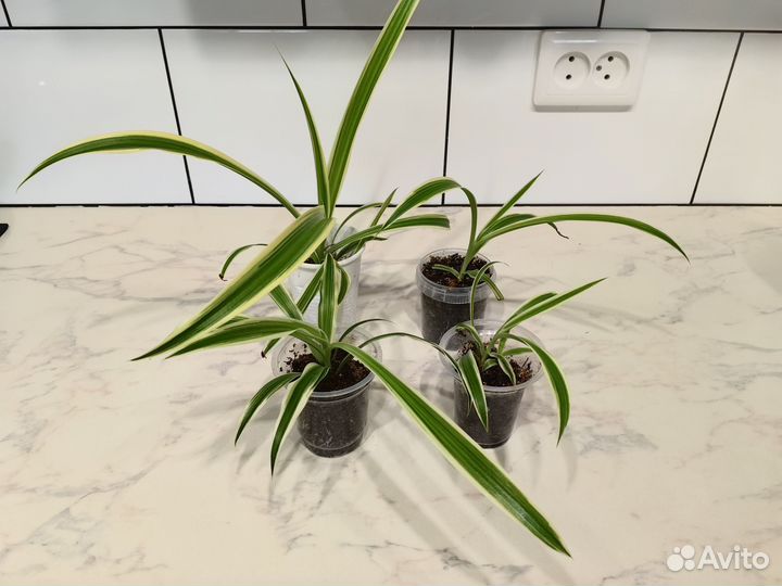 Продам комнатные растения