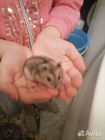 Джунгарский хомяк