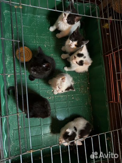 Котята 1,5 месяца