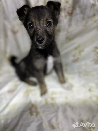 Отдам бесплатно щенят в добрые руки