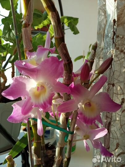 Орхидея дендробиум,мурайя
