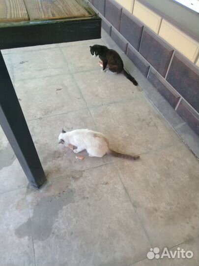 Два кота и кошечка, дружные, контактные, погибают