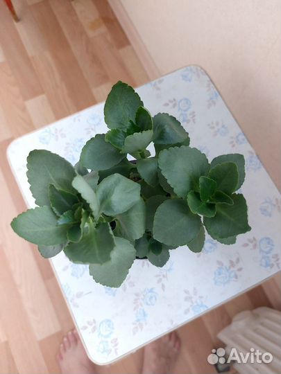 Каланхоэ