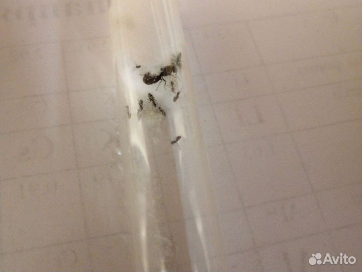 Муравьи Lasius niger