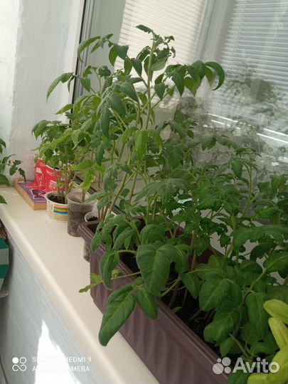 Рассада томатов