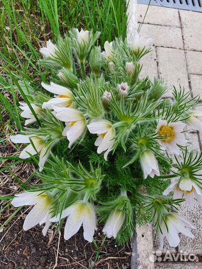 Семена - Прострел или Сон-трава