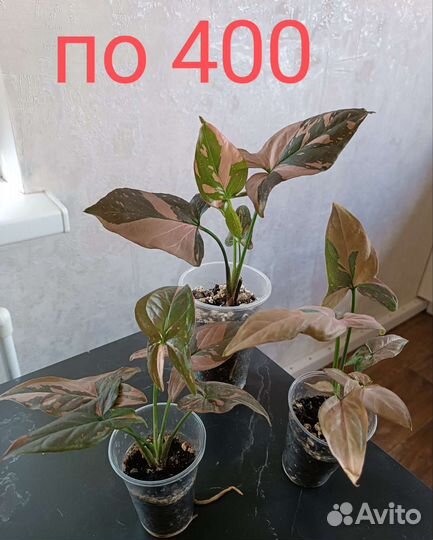 Сингониумы Ред спот триколор, Пинк бьюти лава и др