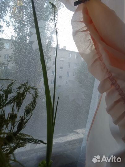 Продам цветы комнатные