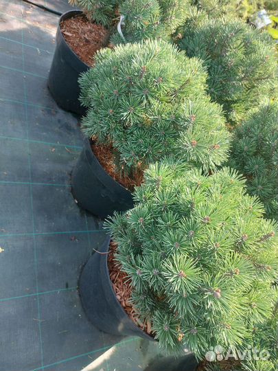 Сосна горная