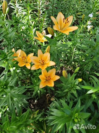 Лилии луковицы