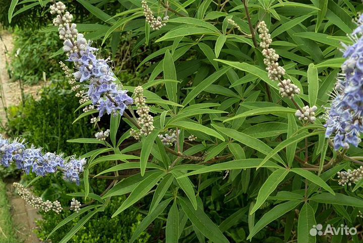 Витекс священный