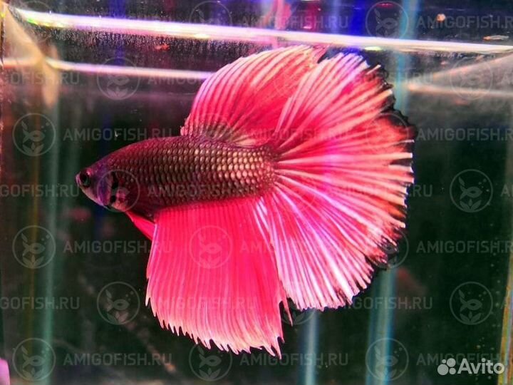 Петушок Халф Мун (Betta splendens Half Moon)