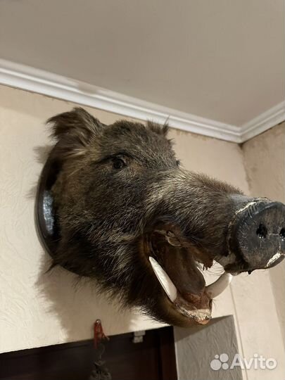 Чучело головы кабана