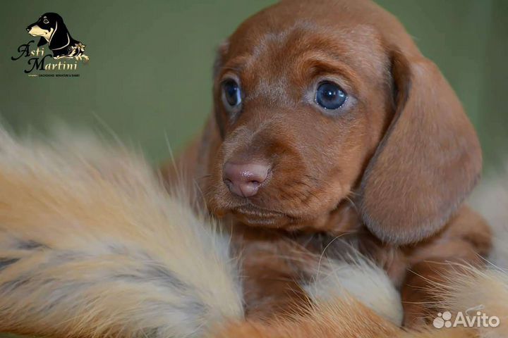 Щенок таксы кроличьей/миниатюрной