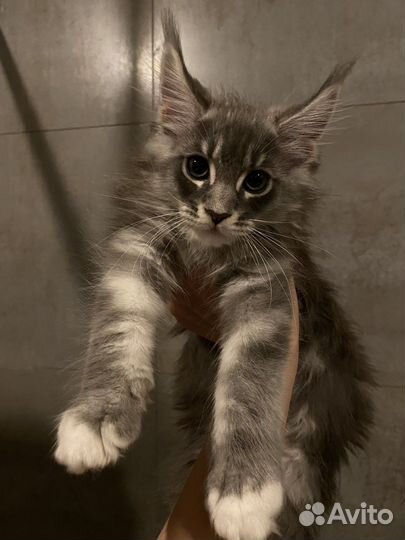 Котята мейнкуна