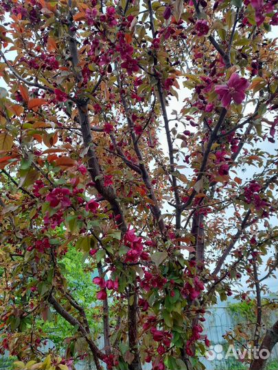 Декоративная яблоня Роялти