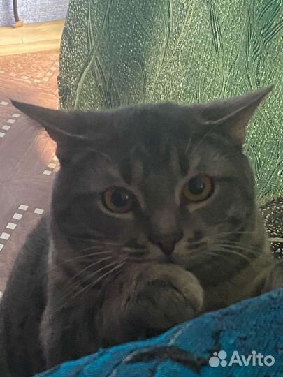 Отдам в добрые руки Шпрота