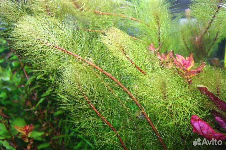 Перистолистник кубинский Аквариумные растения
