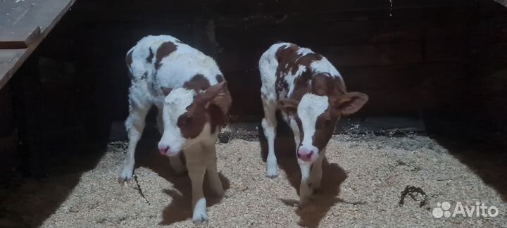 Телята бычки