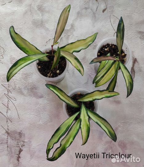 Хойя. В наличии