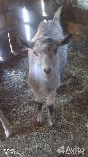 Продаются козы