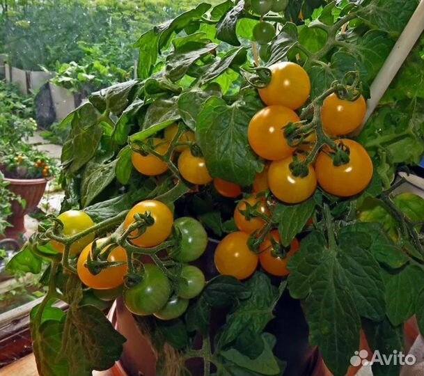 Помидор черри комнатный
