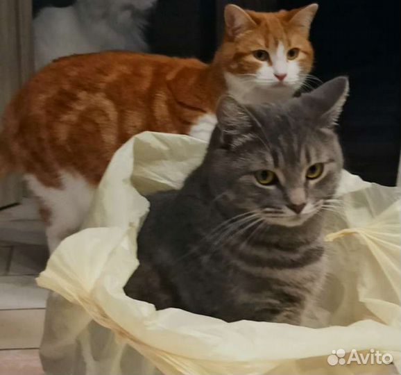 Кошка-скромняшка Фиса в добрые руки