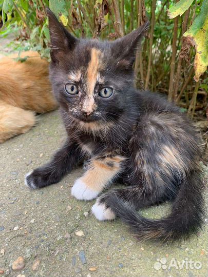 Котята в добрые руки бесплатно