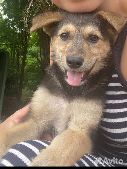 Щенок в добрые руки бесплатно