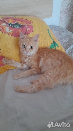 Милая Симочка