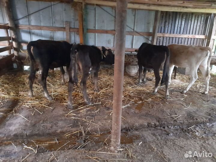 Бычки и телята