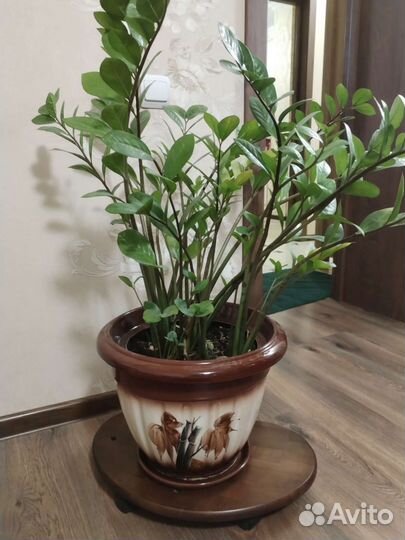 Замиокулькас