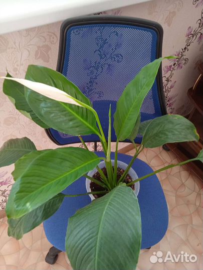 Цветущий спатифиллум (жен. счастье) и денеж дерево