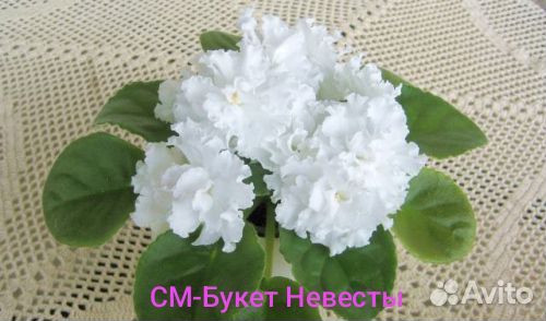 Листы сортовых фиалок