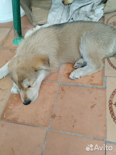 Отдам щенков в добрые руки бесплатно