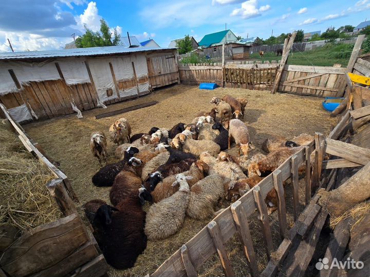 Бараны до года 40шт