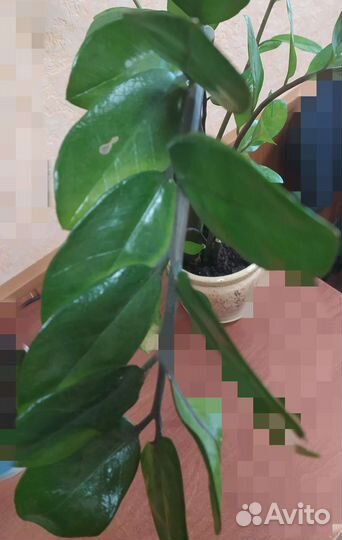 Комнатные цветы молочай