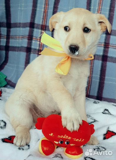 Щенок в дар
