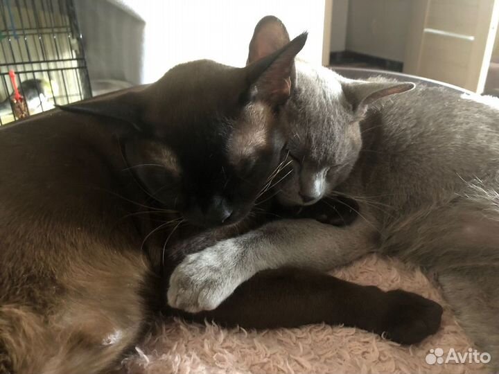 Передержка животных