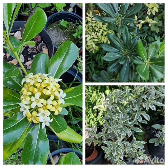 Смолосемянник питтоспорум 4 сорта