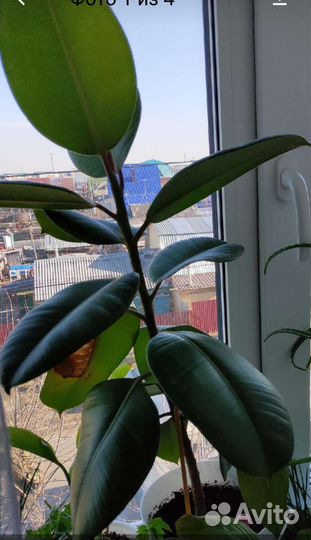 Комнатные цветы