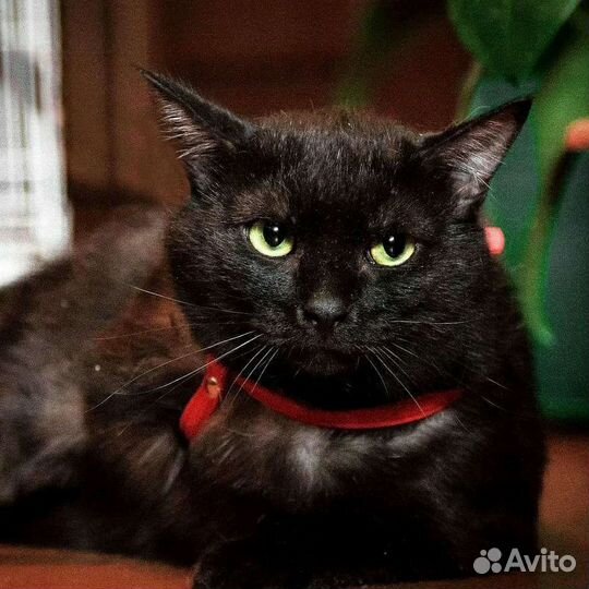 Яша ищет дом