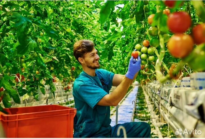 Работник в теплицу