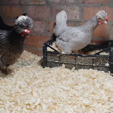 Инкубационное яйцо кур породы Русская хохлатая