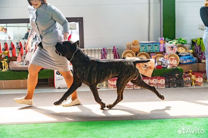 Шикарные щенки кане-корсо